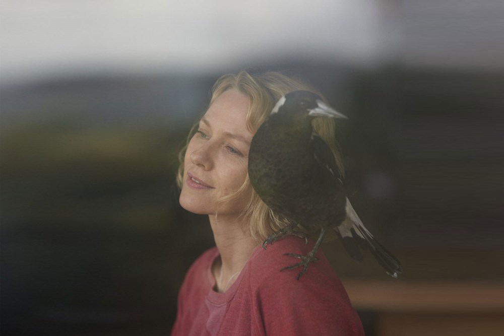 Penguin Bloom (2021) - The Screen Guide - Screen Australia