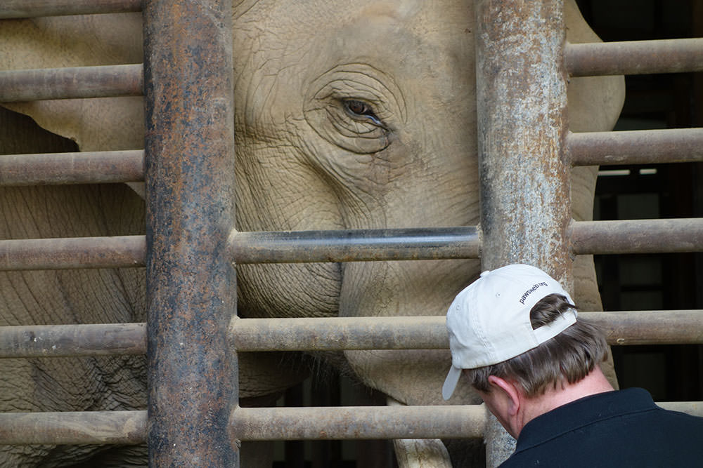 <em>Tyke, Elephant Outlaw</em>