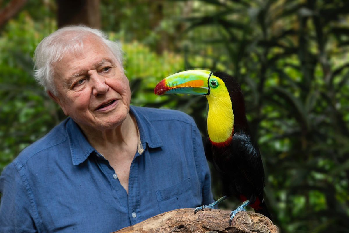 Attenborough brings colour to life in new series - Screen Australia
