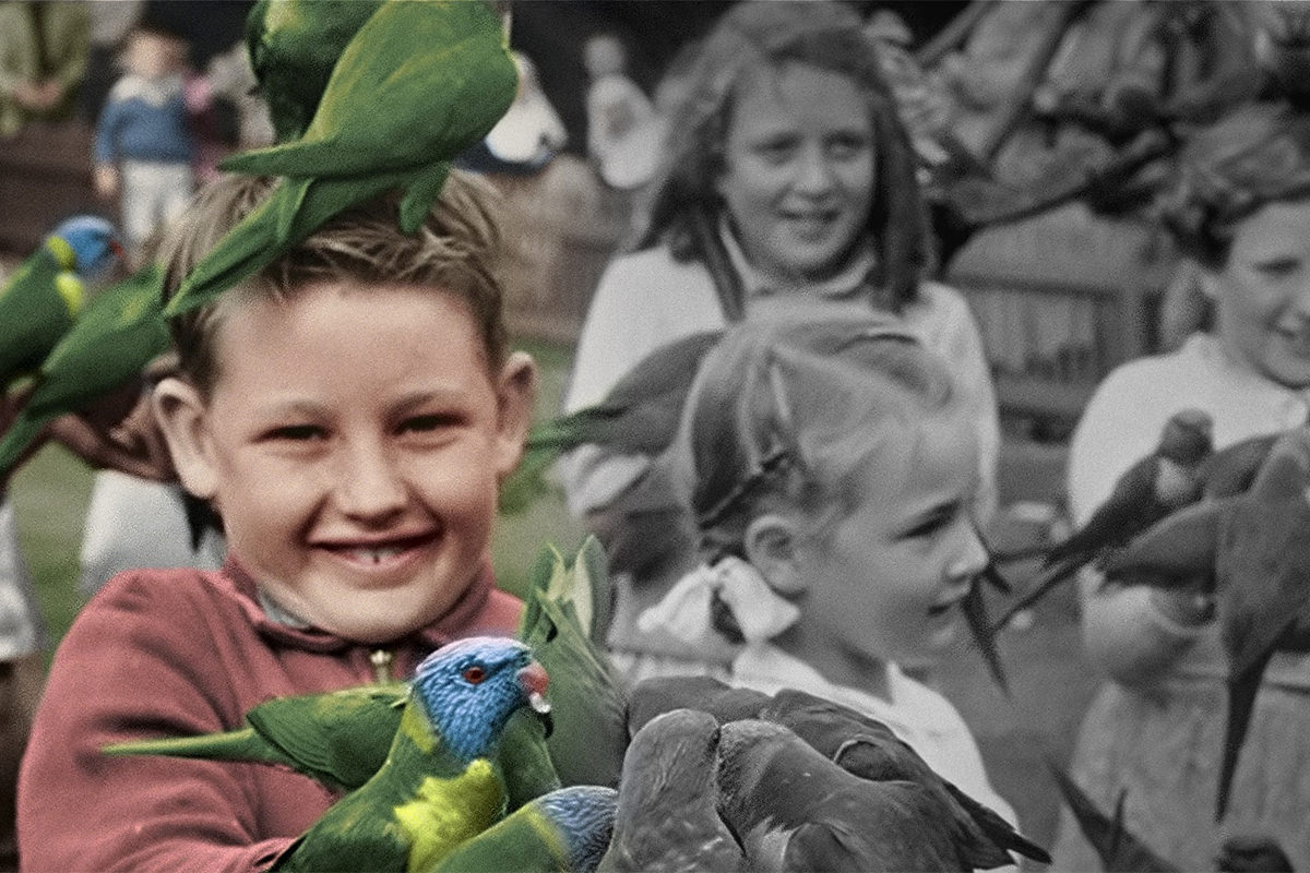 A young boy is holding Rainbow lorikeets, half the photo is black and white, half in colour.