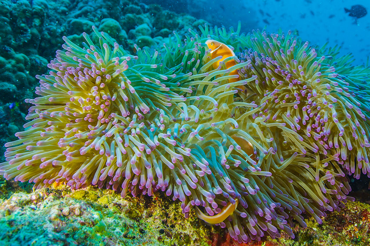live coral reef