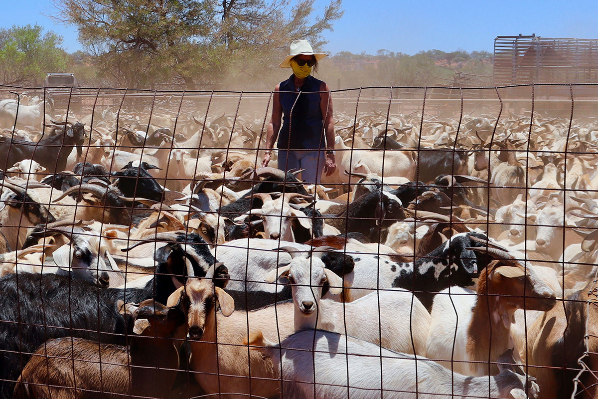 Visible Farmer: a lady stands amongst a field of goats.