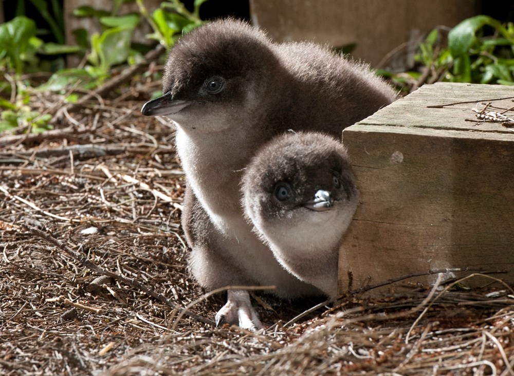 Meet the Penguins (2022) - The Screen Guide - Screen Australia