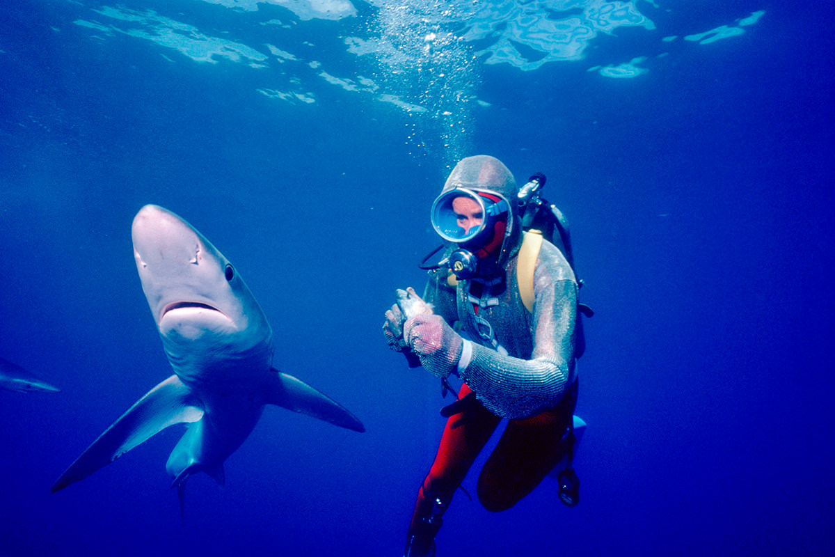 Valerie Taylor underwater with a shark.